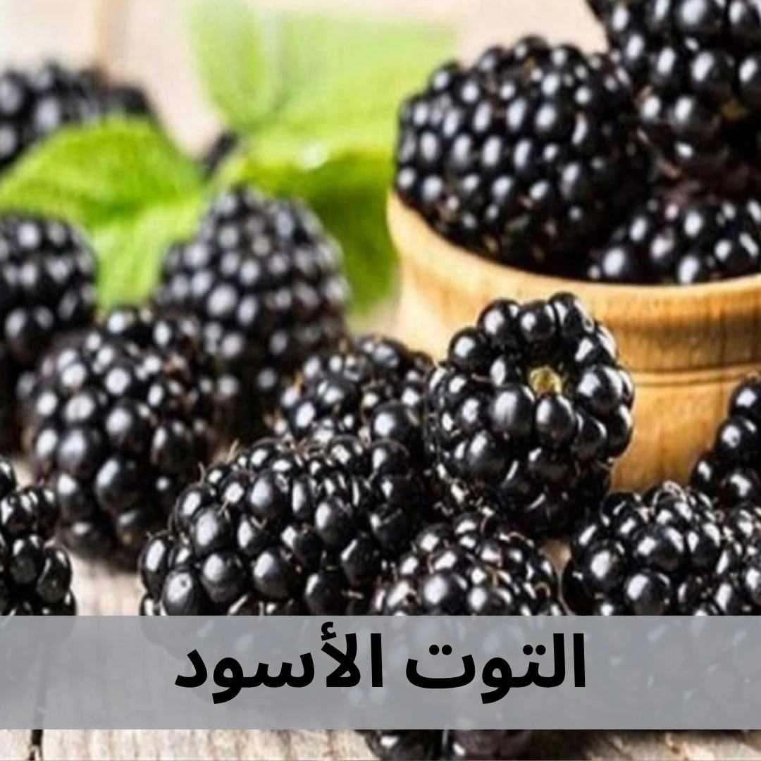 توت اسود